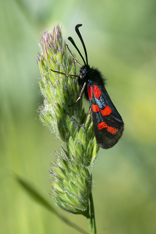 Specie di Zygaena di fine maggio - inizio luglio